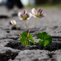 A flower grows up from concrete.