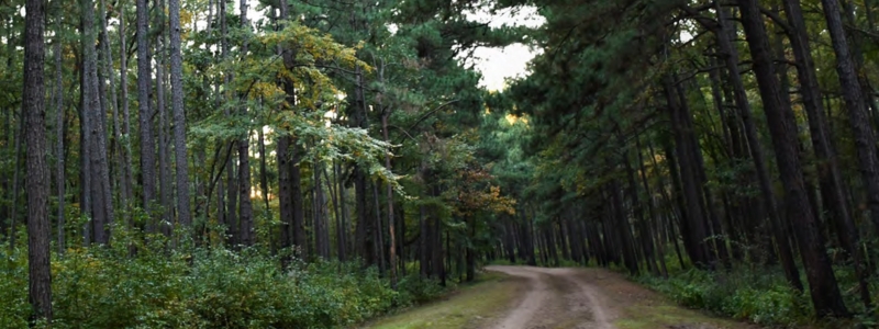 A forest with a dirt road running through it.